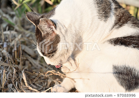 Grooming cat Local cat Sakura cat ear cut Grooming cat Local cat Sakura cat ear cut 97088996