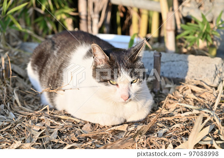 睡貓 土貓 櫻花貓 耳朵剪 97088998