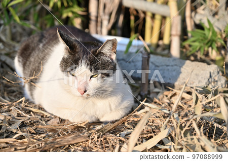 Sleeping cat Local cat Sakura cat ear cut 97088999