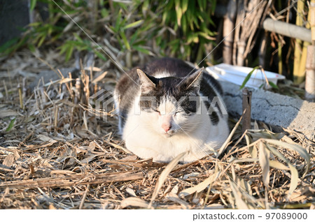 睡貓 土貓 櫻花貓 耳朵剪 97089000