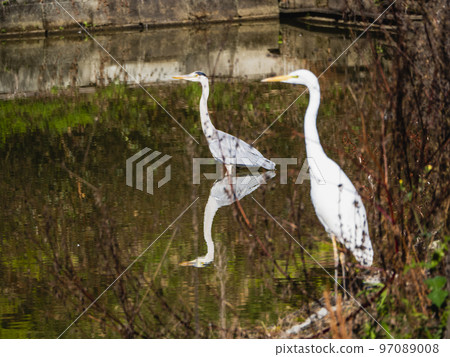 Aosagi-kun and Shirasagi-kun 97089008