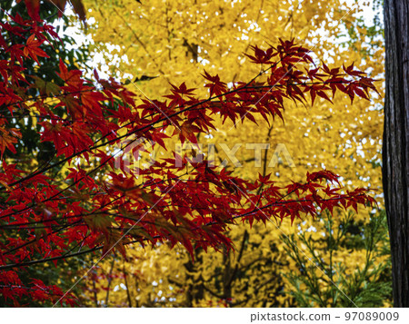 Contest of maple and ginkgo Contest of maple and ginkgo 97089009