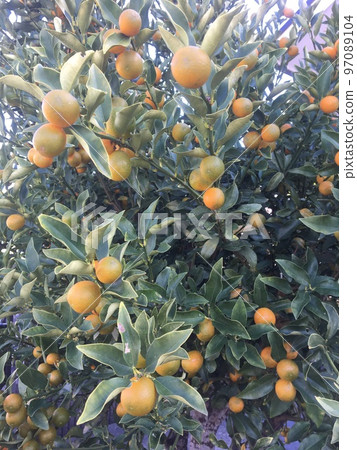 初冬的房總半島館山民宅庭院,金桔盛開 初冬的房總半島館山民宅庭院,金桔盛開 97089104