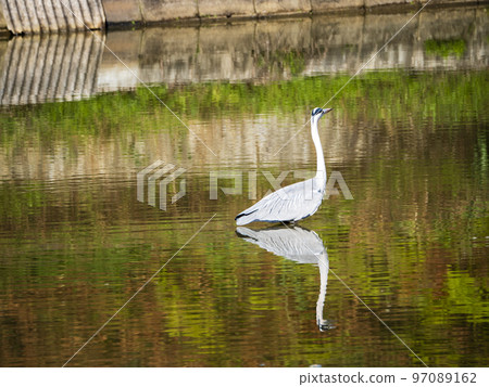 gray heron in reservoir 97089162