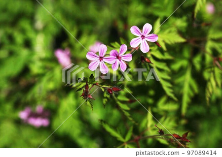 American geranium Small red flowers bloom American geranium Small red flowers bloom 97089414