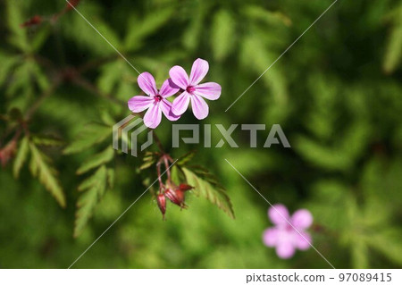 American geranium Small red flowers bloom 97089415
