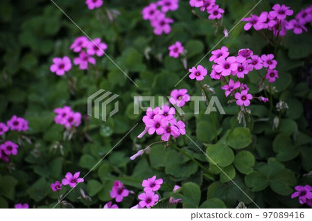 Oxalis flower of Oxalis Oxalis flower of Oxalis 97089416