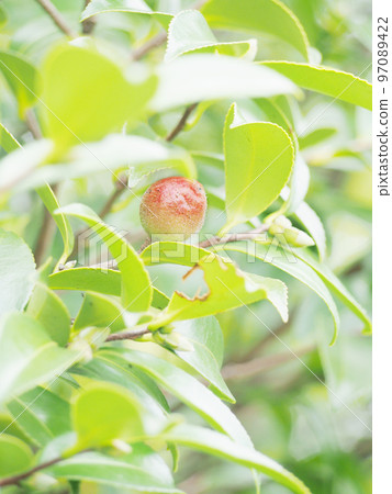 Sasanqua fruit turning red 97089422