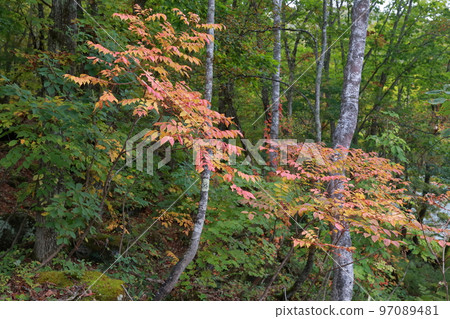 一碰樹液就會起皮疹的樹（長野縣志賀高原山漆） 97089481