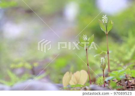 在山中綻放的可愛野草，Hitori Shizuka 97089523