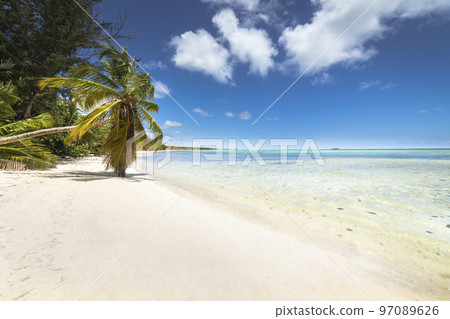 Palm tree and Tropical idyllic beach in Punta Cana, turquoise caribbean sea 97089626