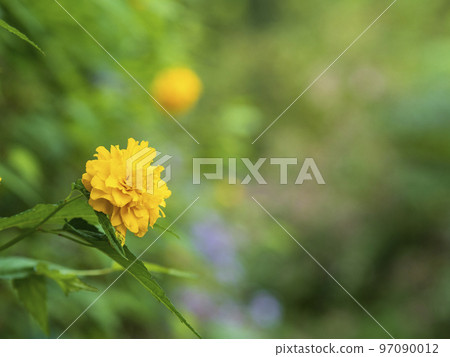 綠色的山吹花 97090012