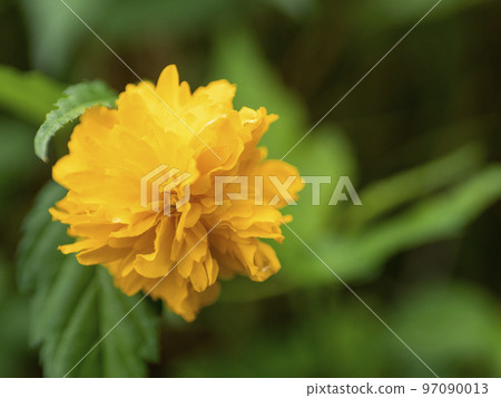 山吹之花 山吹之花 97090013