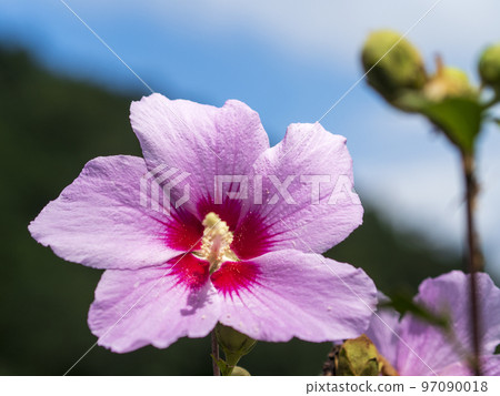 向著藍天綻放的木庫格之花 97090018