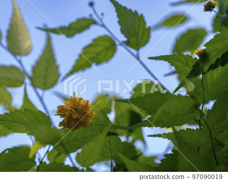 Yamaboki綻放 Yamaboki綻放 97090019