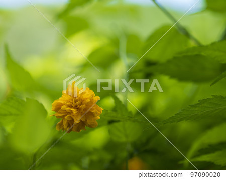 Yaebuki的Yamabuki的花 97090020