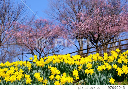 Narcissus flower garden 97090043