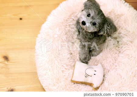 表情可愛的狗狗 玩具貴賓犬 居家時間 如何度過假期 療愈時間 表情可愛的狗狗 玩具貴賓犬 居家時間 如何度過假期 療愈時間 97090701