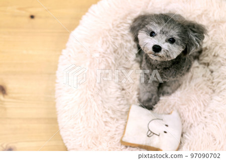 表情可愛的狗狗 玩具貴賓犬 居家時間 如何度過假期 療愈時間 表情可愛的狗狗 玩具貴賓犬 居家時間 如何度過假期 療愈時間 97090702