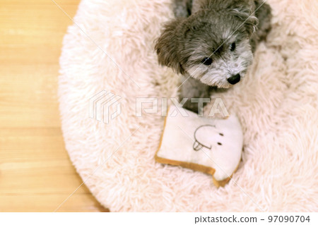 表情可愛的狗狗 玩具貴賓犬 居家時間 如何度過假期 療愈時間 表情可愛的狗狗 玩具貴賓犬 居家時間 如何度過假期 療愈時間 97090704