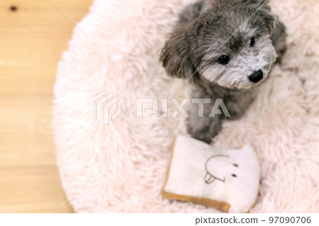 表情可愛的狗狗 玩具貴賓犬 居家時間 如何度過假期 療愈時間 表情可愛的狗狗 玩具貴賓犬 居家時間 如何度過假期 療愈時間 97090706