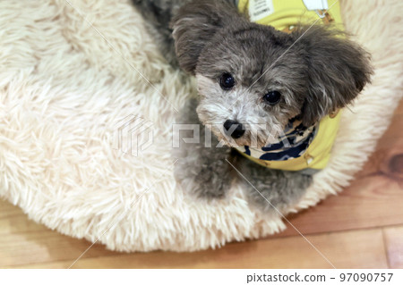 表情可愛的狗狗 玩具貴賓犬 居家時間 如何度過假期 療愈時間 97090757