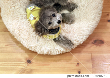 表情可愛的狗狗 玩具貴賓犬 居家時間 如何度過假期 療愈時間 97090759