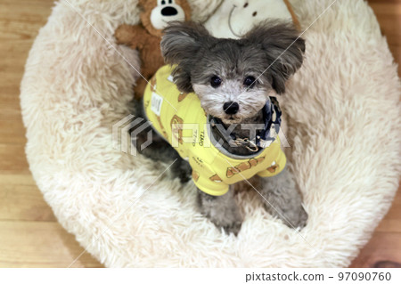 表情可愛的狗狗 玩具貴賓犬 居家時間 如何度過假期 療愈時間 97090760