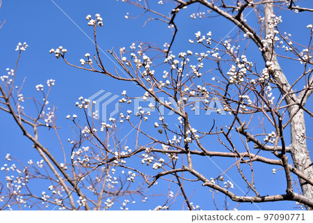Nankinhase 97090771