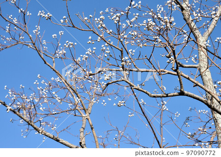 Nankinhase 97090772
