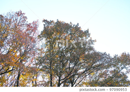 冬季形象灌木叢公園步行道 97090953