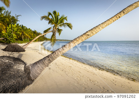Palm tree and Tropical idyllic beach in Punta Cana, turquoise caribbean sea 97091202