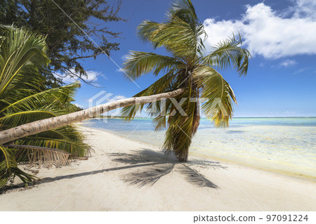 Palm tree and Tropical idyllic beach in Punta Cana, turquoise caribbean sea 97091224