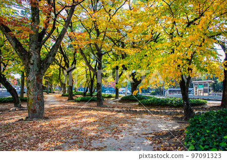 It is the park scenery in front of the Fukushima-cho tram stop on Peace Boulevard. Please enjoy the scenery of the city area with beautiful autumn leaves. Hiroshima It is the park scenery in front of the Fukushima-cho tram stop on Peace Boulevard. Please enjoy the scenery of the city area with beautiful autumn leaves. Hiroshima 97091323
