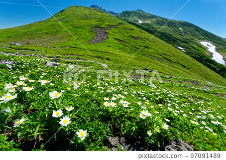 Hakusanchisugi community in Midagahara and Chokaiyama 97091489