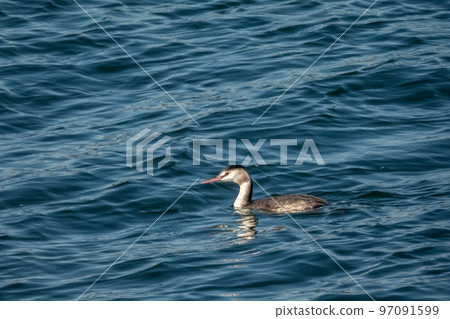 Great crested grebe 97091599