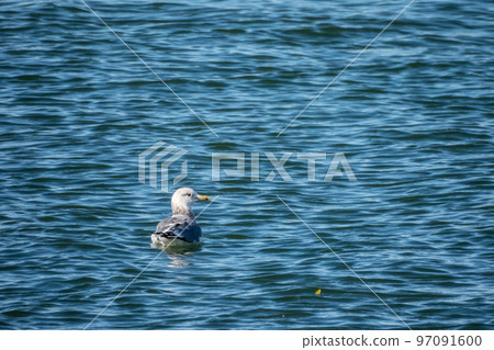 Herring Gulls swimming in the Yodo River 97091600