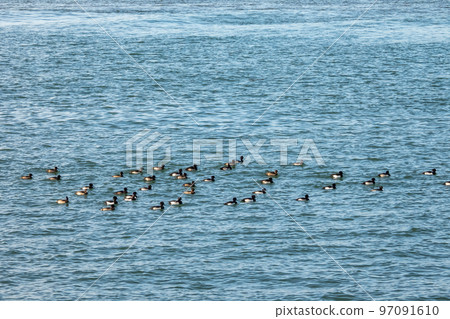 淀川中的一群鴨子 97091610