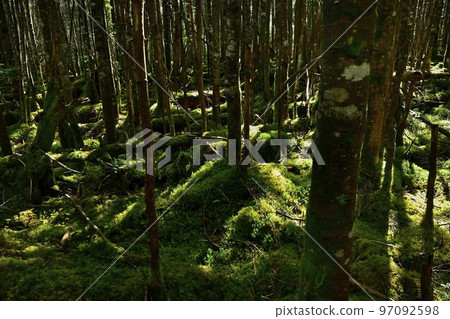 Moss forest around the pond of Shirakawa Moss forest around the pond of Shirakawa 97092598