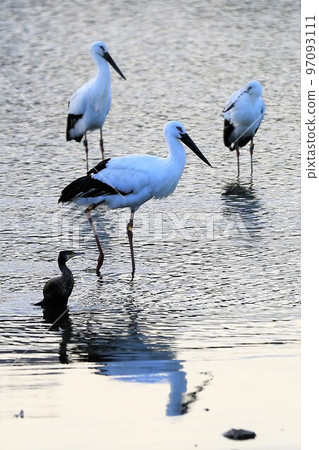 Stork 97093111