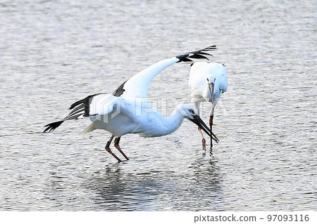 Stork 97093116