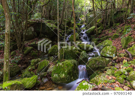 Silence and Evergreen Forest Valley - Yakushima, a World Heritage Site (Summer) Silence and Evergreen Forest Valley - Yakushima, a World Heritage Site (Summer) 97093140
