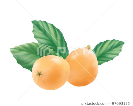 Realistic watercolor illustration of loquat fruit and leaves 97093155