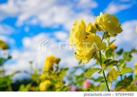 在清爽的晴天散步，欣賞盛開的玫瑰 97094480