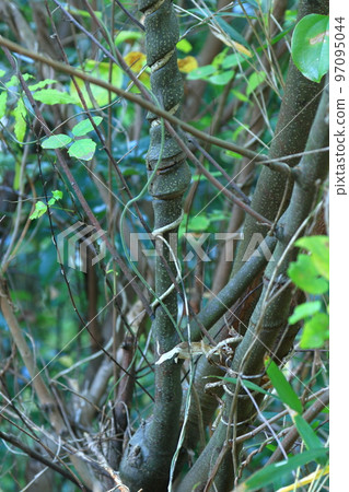 緊緊纏繞在樹上的藤蔓 97095044