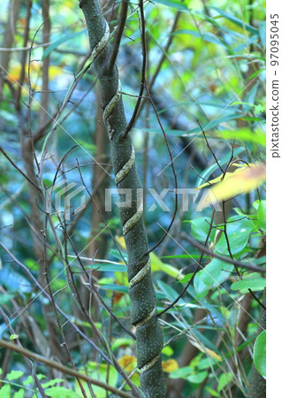 A vine tightly wrapped around a tree A vine tightly wrapped around a tree 97095045