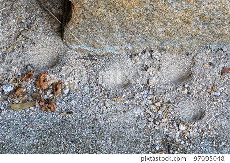 A nest of an anteater found under the eaves of the precincts A nest of an anteater found under the eaves of the precincts 97095048