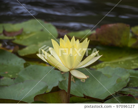 Yellow water lily after rain Yellow water lily after rain 97096127
