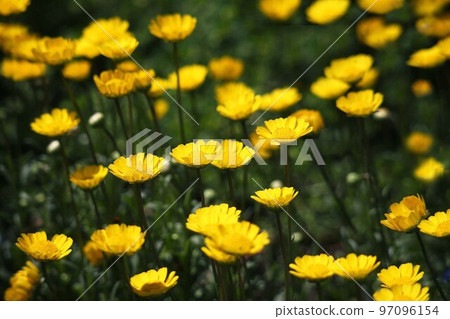 菊花 Murchicore 的黃色花朵 菊花 Murchicore 的黃色花朵 97096154