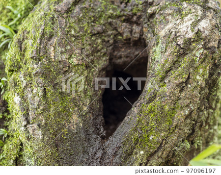 A tree 97096197